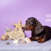 SHEDARIAN CARPE DIEM