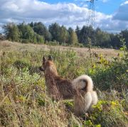 CANDY z Mrozowej Woli FCI