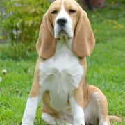 INFANTA ISABELLA DARLING JOY