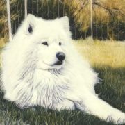 NABU Powiew Północy FCI 