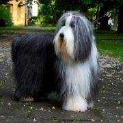 EMPREINTE de Chester