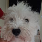 SHIRA Słońce Alaski