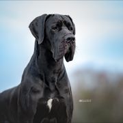 RUBEN Perseidy Kasjopei FCI