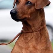 Naleks Treasure Zevisa