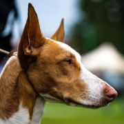 TACO vel ANTITHEUS (FCI) A BIT LIKE FLIM 