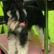 SHINY DUDE S TAGANIEGO ROGA