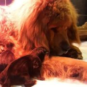 Nasledie Tibeta NIYA-LI