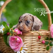 Shedarian Kombucha