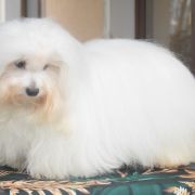 Sherry Cobegarden (FCI)