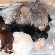  B - Litter of Terra Civis