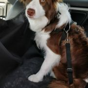 JESSY Black&White Smith FCI 