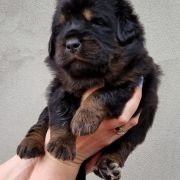 INCREDIBLE MR. Arhat