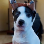 KIARA DESIGNET BY MARGAREJRO FCI 