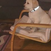 Play Mor (FCI)Babaushka