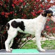 KING LONGWANG Impuls i Splendor