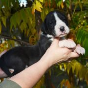 SATUREJA Czar Olbrzyma