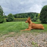 Viva Storczykowa (FCI)