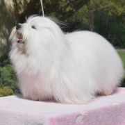 Sherry Cobegarden (FCI)