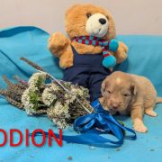 ODION Shaggy Fluff FCI