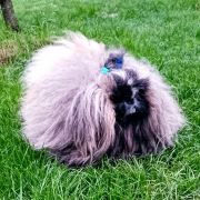 Paul Wellington Iz Mira Feretty 