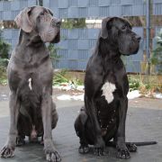 KAREIA Margarejro (FCI)