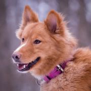 Ch. Pl. JCh. Pl. ALMAZY ANABARA Zolotoe Runo (BH, PL MT1, WCC, Rally-2