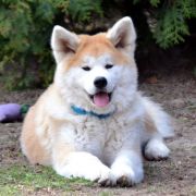 KAGAMI Go Akai Kitsune