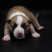 CORYDALIS LUTEA American Heart