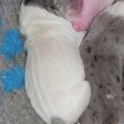 TETYDA Czar Olbrzyma