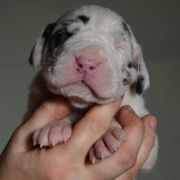 SAXIFRAGA Czar Olbrzyma 