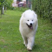 Szczeniak Samoyed
