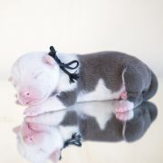 MONTEZUMA Zealous Heart 