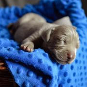 Batti Cuore PRIMO BACIO