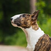 LUCKY BEAST IN TROUBLE FROM Fitbull