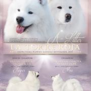 ATREVIDAS LA TORRE ROJA 