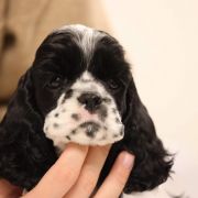 Deysie - Queenzie ALL GLITTER ON ME