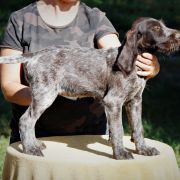 BERTA Mazurska Trufla