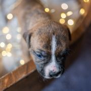 TIMON Because of Crazy Time 