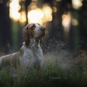 Latina Venator d’Ursus