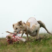 Matilda dlya Borzomir