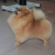 BRUNO BANAN Bobrolandia