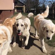 BEHEMOTH z Krainy Sanu FCI 