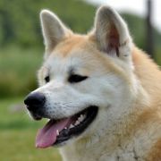 AKAI KITSUNE Mori No Kodomo