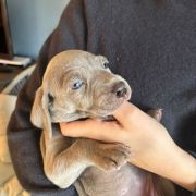 Ferst Lady Joy Spirit