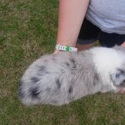 Danek Jodłowy Border