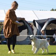 ZELDA QUEEN OF HEARTS Chakville