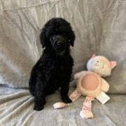 Chicavallo Jump Around