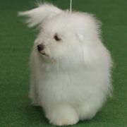 BELLA DONNA Cobegarden (FCI)