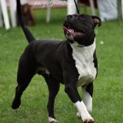 MŁ.ZW.PL. 2019 z Grabskiego CHULA VISTA 