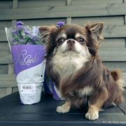 All about chocolate Queen's diamond 